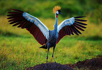Grey crowned crane, Birds , animals, Elegant bird HD wallpaper