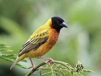 Beautiful Bird, cool, beautiful, bird HD wallpaper