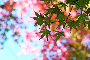 Nature, Leaves, Summer, Glare, Wood, Tree, Branch, Maple HD wallpaper
