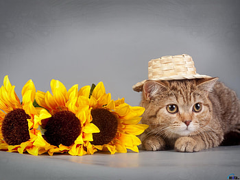 Funny Cat and Sunflowers, animal, kitten, sunflowers, cat, funny, hat HD wallpaper