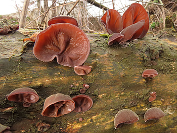 Jelly ear mushrooms, Auricularia auricula judae, Inaturalist NZ, Food HD wallpaper