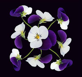 pansy, blue, white, flower HD wallpaper
