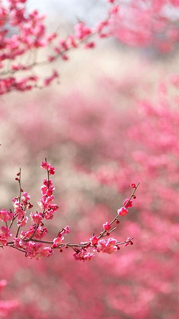 Simple, Pink Nature, pink, nature HD phone wallpaper