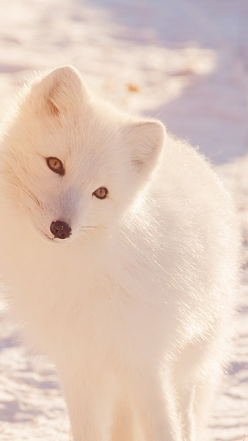 Winter fox , Snowy landscape, Sony Xperia HD phone wallpaper