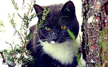 Animals, Cats HD wallpaper