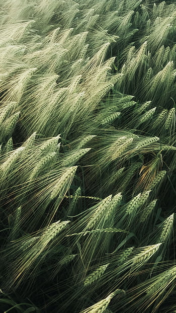 Stunning high-angle view of a wheat field in Trie-la-Ville, capturing nature's beauty. HD phone wallpaper