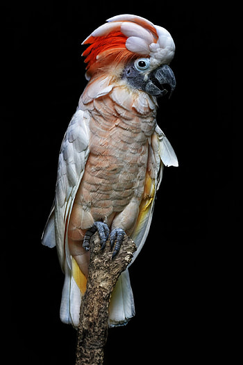 Cockatoo, Animals, Birds, Pet Birds HD phone wallpaper