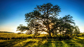 Sunset Oak, Southeast Wisconsin, leaves, landscape, branches, sky, usa, tree HD wallpaper