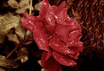 Trandafirul Rosu, rose, rosu, trandafir, red HD wallpaper