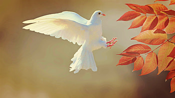 White dove, Ultra , Plume perfection, Majestic beauty HD wallpaper
