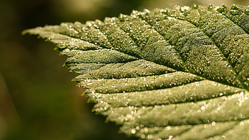 Green leaf nature, Beautiful leaves, Vibrant plants HD wallpaper