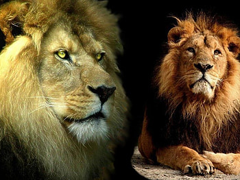 Leo the Lions, animal, lion HD wallpaper
