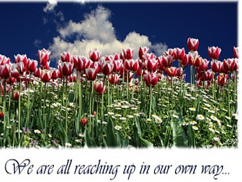 We Are All Reaching Up In Our Own Way, way, tulips, reach HD wallpaper