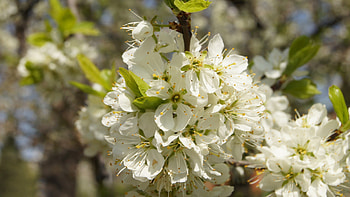 Blossom Tree, white, trees, beautiful, nature, flowers, spring, white flowers, blossom HD wallpaper