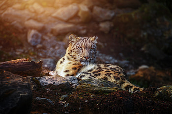 Snow Leopard Wild Animal, snow-leopard, animals, predator HD wallpaper