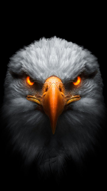 Eagle in the dark, Black Eagel HD phone wallpaper