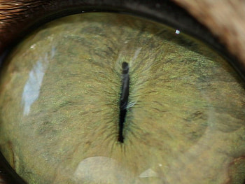 Cat Eye, animal, see, cat, feline, eye HD wallpaper