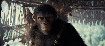 Kingdom of the Planet of the Apes Movie, movie, Kingdom of the Planet of the Apes HD wallpaper