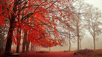Autumn Morning, Fog, Nature, Autumn, Trees HD wallpaper