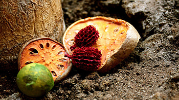Fruits, Food, Exotic, Halves HD wallpaper