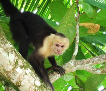 In the Jungle, palm tree, monkey, rainforest HD wallpaper