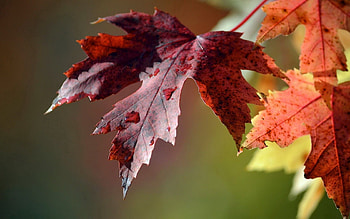 Leaves, Drops, Macro HD wallpaper
