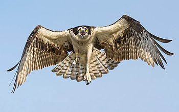 Hawk , Bird, Wildlife HD wallpaper