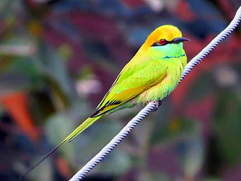 Beautiful Bird, cool, beautiful, bird HD wallpaper