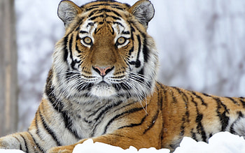 Animals, Snow, Muzzle, Sight, Opinion, Tiger HD wallpaper