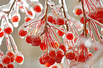Ice, Macro, Rowan HD wallpaper