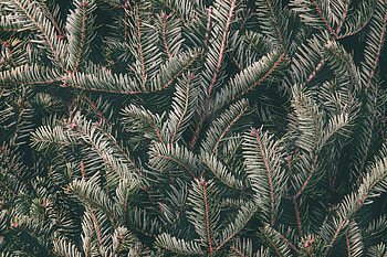 Macro, Branches, Spruce, Fir, Needles HD wallpaper