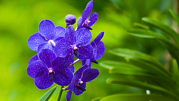 Plants, Flowers, Violet HD wallpaper