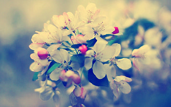 Flowers, Macro, Glare, Bloom, Flowering, Branch HD wallpaper