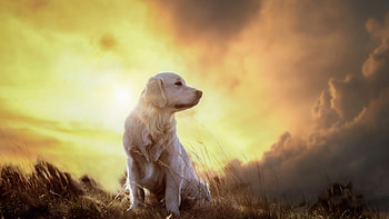 Beautiful Sunset, dog, cute, pet, animals HD wallpaper