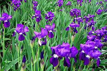 Plants, Flowers HD wallpaper