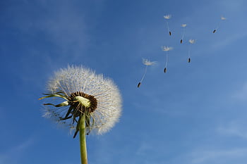 A close-up of a dandelion with seeds dispersing into the blue sky, symbolizing change. HD wallpaper
