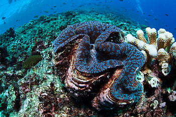 Coral , Animal kingdom marvels, , Coral beauty HD wallpaper