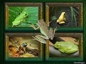 FRAMED FROGS, , FROG, FIVE, FRAMED HD wallpaper