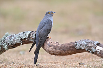 Mongolian cuckoos, Long-distance migrants, Nature's journey, Avian wanderers HD wallpaper
