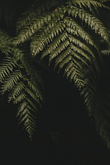 Leaves, Plant, Macro, Dark, Fern HD phone wallpaper