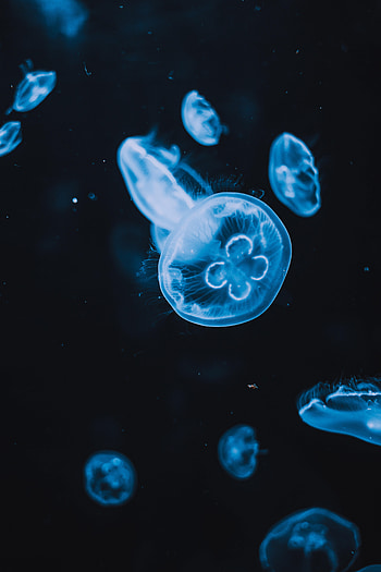 Animals, Water, Jellyfish, Glow, Tentacles HD phone wallpaper
