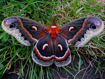 Moth , Animal HQ, , 2019 HD wallpaper