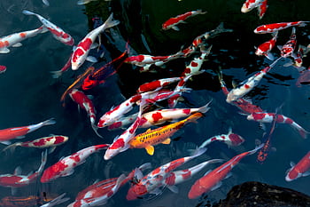 Colorful koi fish swimming gracefully in a clear pond, showcasing vibrant patterns. HD wallpaper