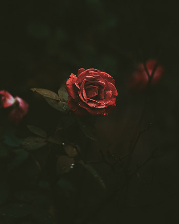 Drops, Dark, Rose Flower, Rose, Bud, Dark Background HD phone wallpaper