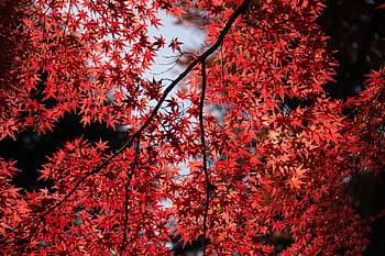 Beautiful red maple leaves illuminated by sunlight, capturing the essence of autumn in Shinjuku, Tokyo. HD wallpaper