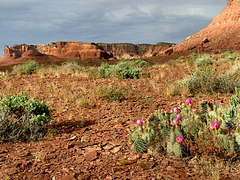 Cliffs and cactus, deserts, cactus HD wallpaper