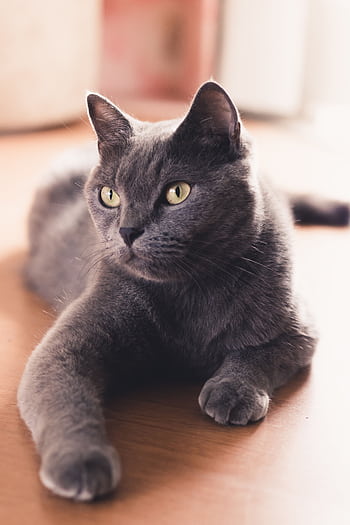 A charming gray domestic cat resting comfortably on a wooden floor, gazing with curiosity. HD phone wallpaper