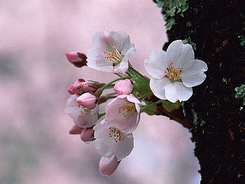 Cherry Flowers, beautiful, flowers, , cherry HD wallpaper