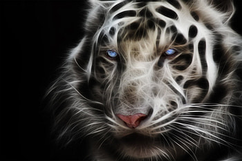 White Tiger, white, tiger, lights, animals, cool, nature HD wallpaper