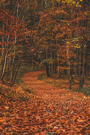 Nature, Trees, Autumn, Leaves, Turn, Forest, Path, Trail, Fallen HD phone wallpaper